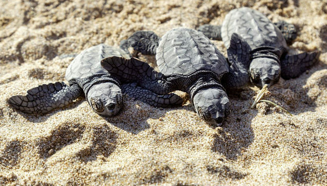 Tortugas bobas en las costas españolas.