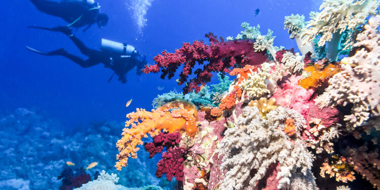 Dos buceadores, en las aguas de Belice.
