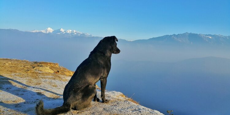 mejores lugares de Europa para viajar con perro