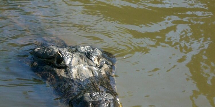 Pantanal de Brasil