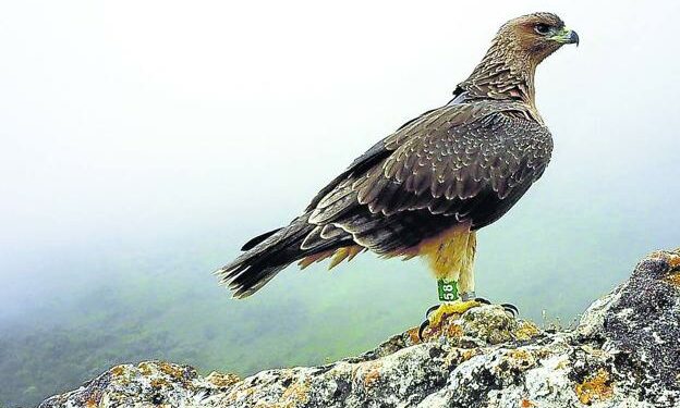 Zélie otea el horizonte desde un roquedo de Montaña Alavesa./ servicio foral de Biodiversidad