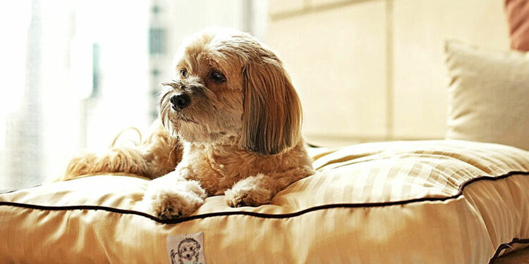 Planes 'ad dog' para viajar con su perro