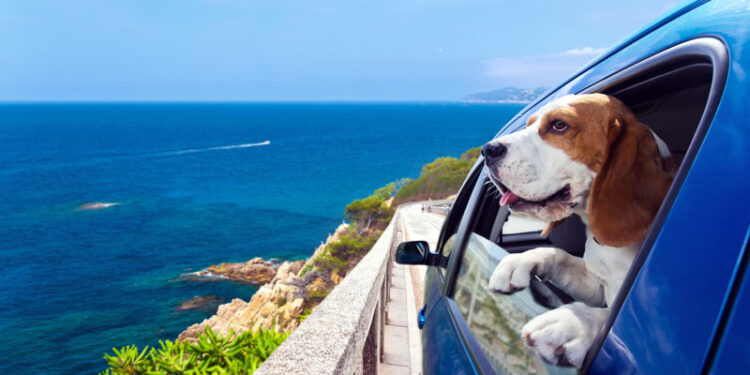 Que su mascota no se pierda experiencia de viajar