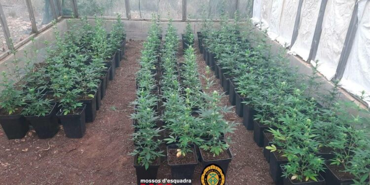 Un registro de los Mossos en L’Almadrava acaba con 40 kilos de marihuana, un arma y dos perros requisados