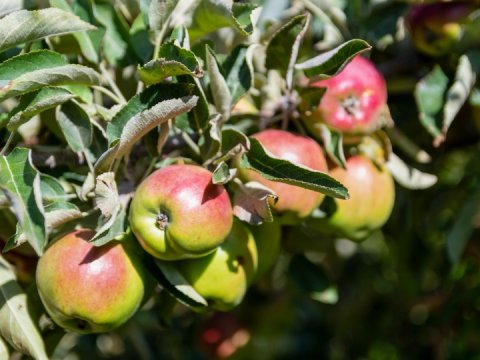 El 17° Concurso Gastronómico interno La Sazón del Claustro, al rescate de los alimentos originarios de México