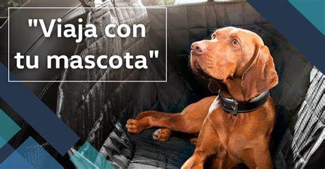 ¿Quieres viajar con tu mascota? Aquí te compartimos todo lo que debes saber para llevarla contigo