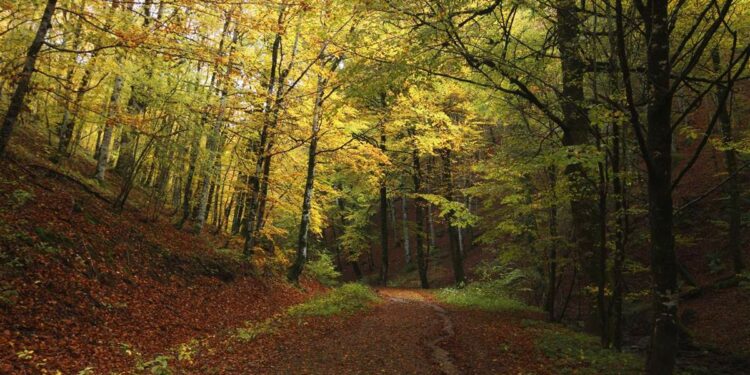 un viaje entre bosques mágicos en clave sostenible