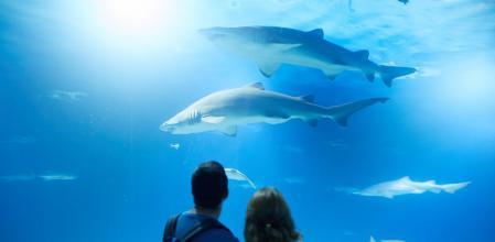 Visitantes ante los tiburones del Oceanogràfic de València.