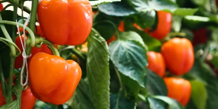 El arte de no desperdiciar alimentos. Producepay, un emprendimiento responsable