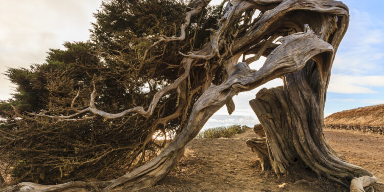 Sabina torcida en El Sabinar.