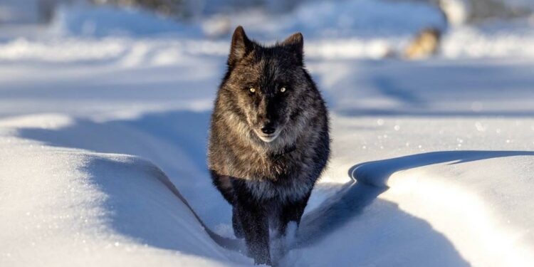 El tour inmersivo con el que podrás pasar un día con los lobos de Yellowstone