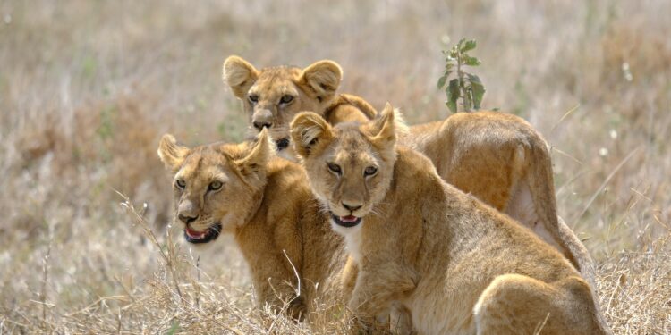 Mejores destinos de safari en África' en PANGEA The Travel Store