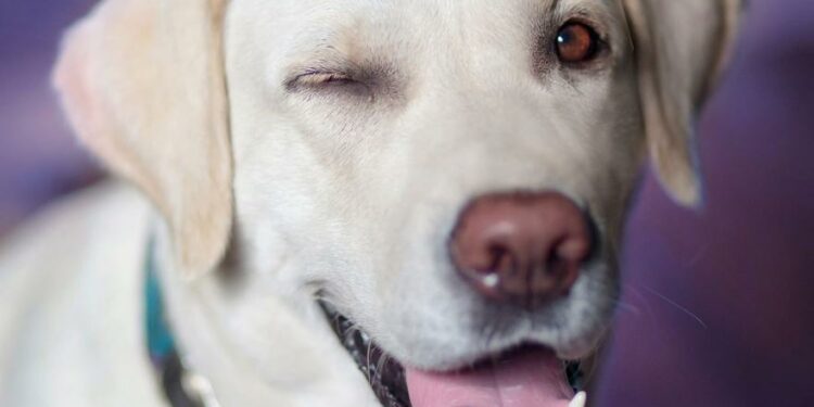 Estos son los nombres de perros más populares