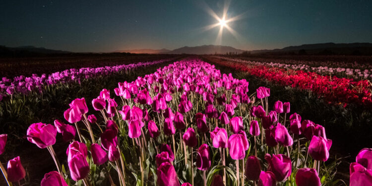 Trevelin y sus tulipanes.