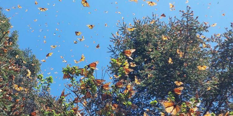 Viaje a los santuarios de la mariposa monarca en Michoacán