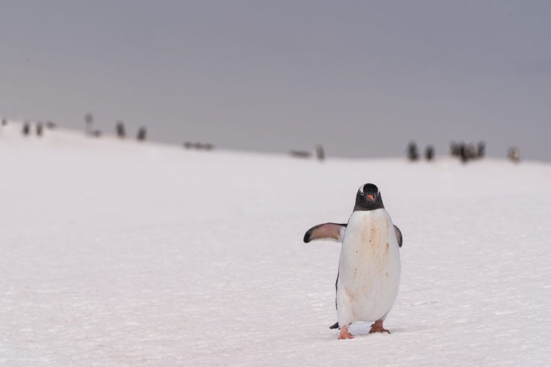 #FOTOS Visita la Antártica, el séptimo continente - dsc9367-edit