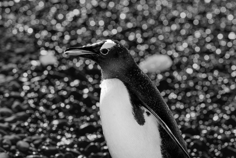 #FOTOS Visita la Antártica, el séptimo continente - dsc1219