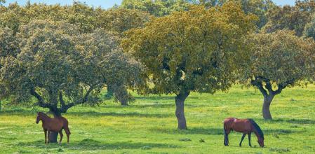 Dehesa de Extremadura