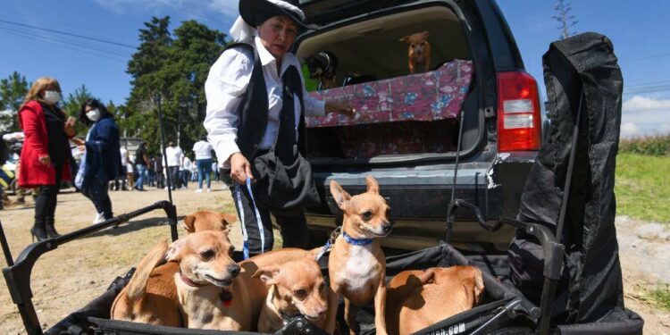 destinos para vacacionar con perritos