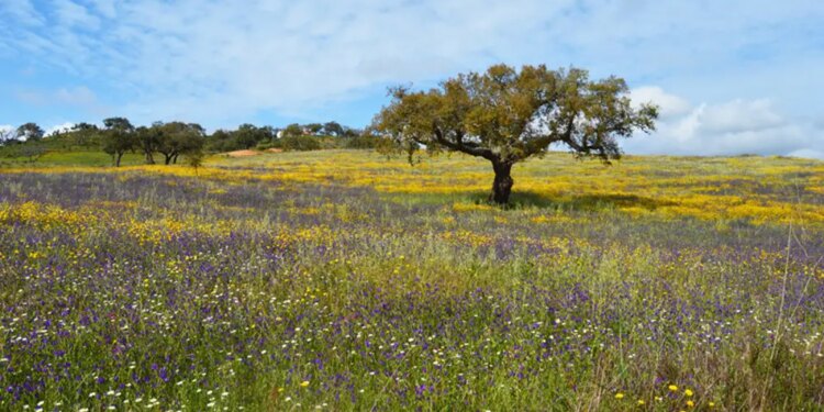 Campos de Odemira