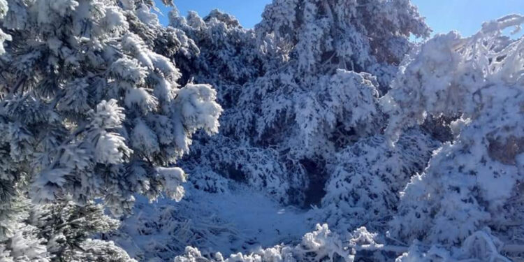 Hayedo de La Pedrosa cubierto de nieve.