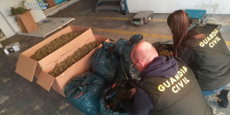 Decomisadas 4.890 plantas de marihuana en dos naves de Constantí