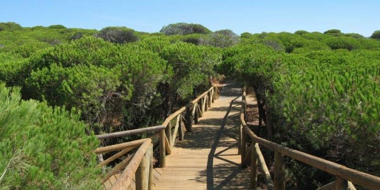 Sendero entre pinares de Rota