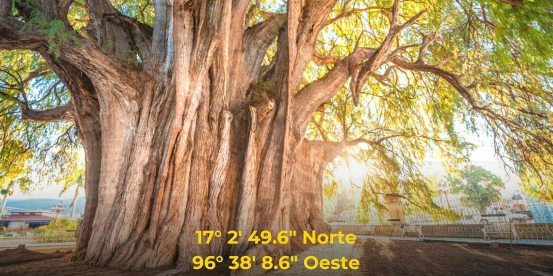 El árbol con el tronco más ancho del mundo