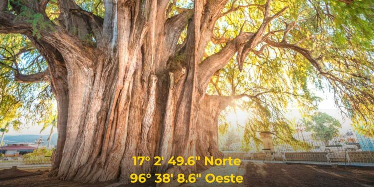 El árbol con el tronco más ancho del mundo
