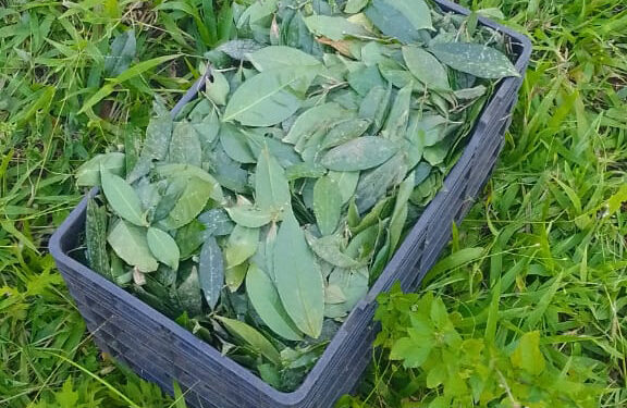 Fidel Foods y su apuesta a productos que expresen al máximo las propiedades de la yerba mate
