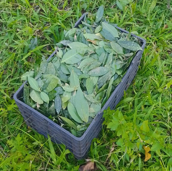 Fidel Foods y su apuesta a productos que expresen al máximo las propiedades de la yerba mate