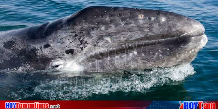 Hoy Tamaulipas - Promueve BCS avistamiento de la ballena gris y tiburon ballena en CDMX