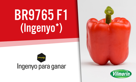 Las 12 uvas de Golden Foods te acompañan esta Nochevieja