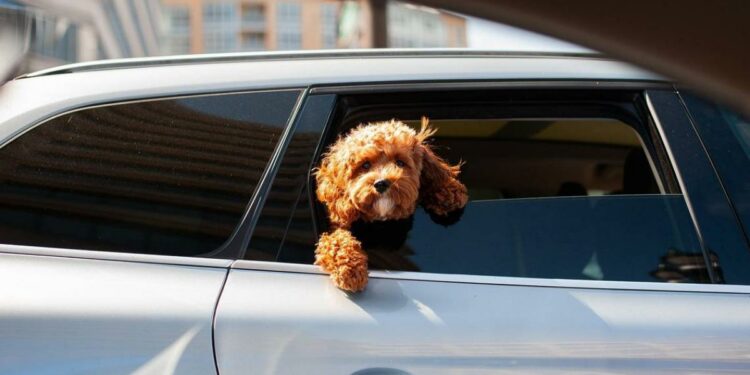Lleva a tu mascota contigo de vacaciones; esto es lo que necesitas
