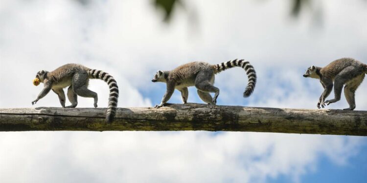 Los países con mayor biodiversidad del mundo