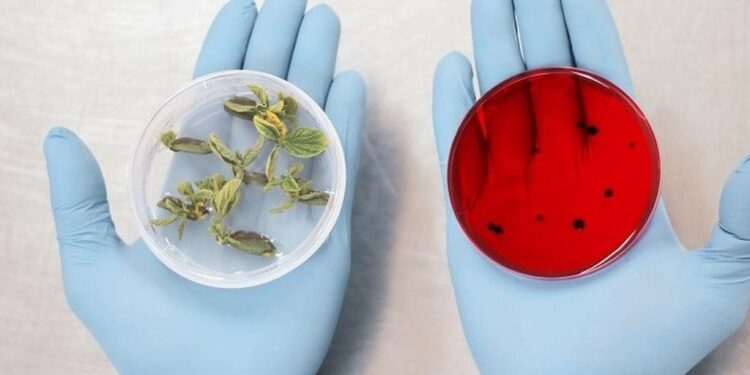 Moolec Science, de la argentina Bioceres, se fusiona con SPAC y apunta a ser unicornio