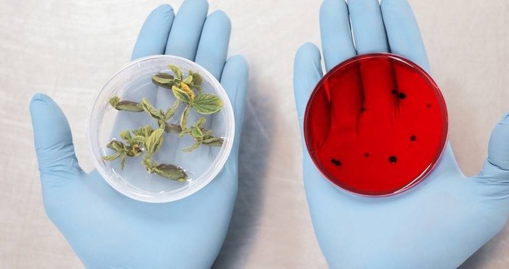 Moolec Science, de la argentina Bioceres, se fusiona con SPAC y apunta a ser unicornio