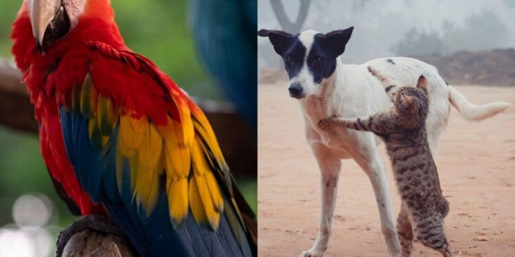 Animales silvestres