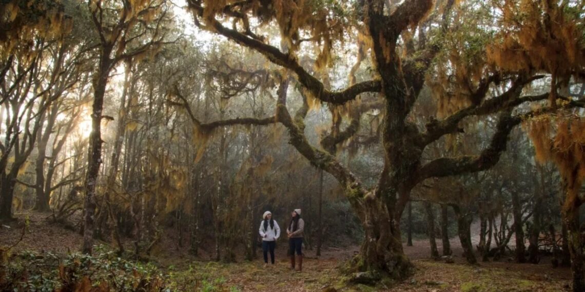 Opciones de viaje para pasar fiestas decembrinas
