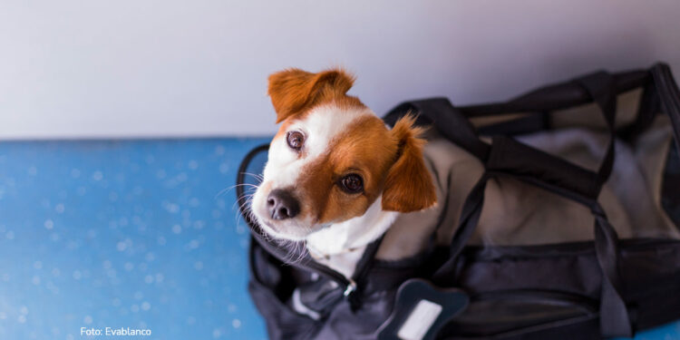 transporte de mascotas, perrito, perrito en maleta, viajar con mascotas, Más Colombia