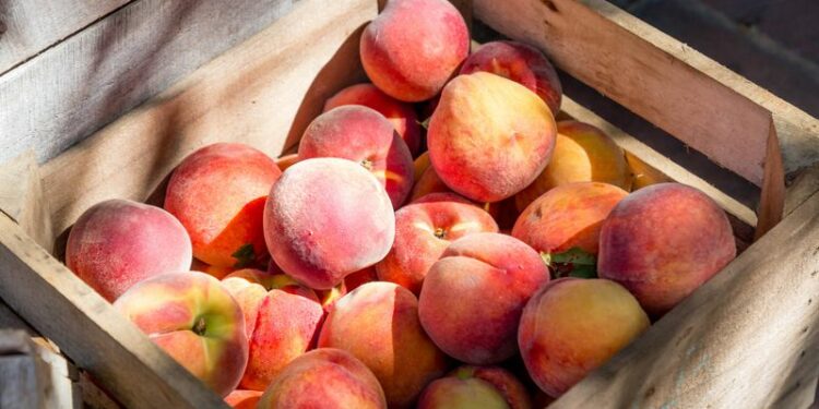 Trabajo en Aconcagua Foods: cuáles son y cómo postular