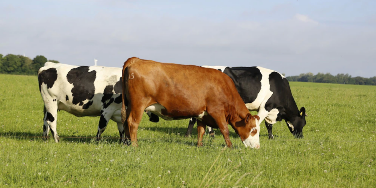 Uruguay se hace camino en Corea del Sur con carne carbono neutral