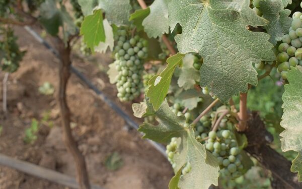 Baja California liderea el Medallero Nacional en Concursos Internacionales de Vino