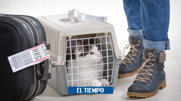Vacaciones: ¿viajar o no con su mascota? Siga estas sugerencias - Mascotas - Vida