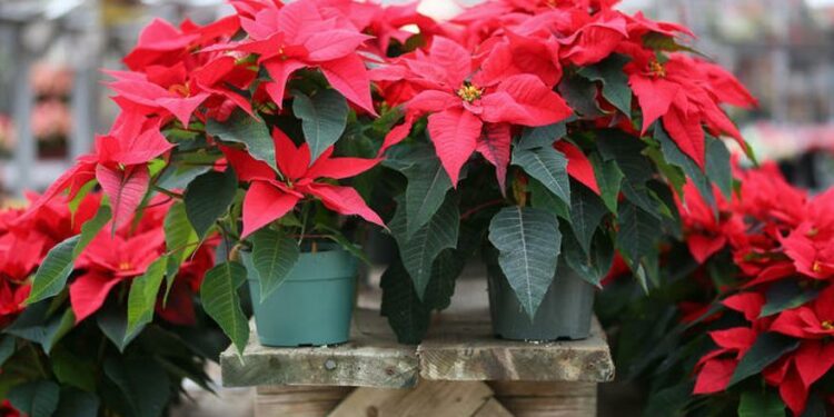 Adelántate a la Navidad y decora tu casa con las flores de Pascua de Lidl