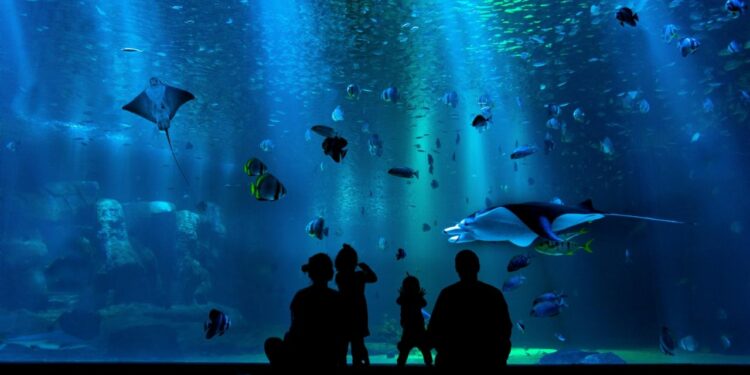 Acuario de Veracruz abre sus puertas para que lo visites gratis: te decimos cómo