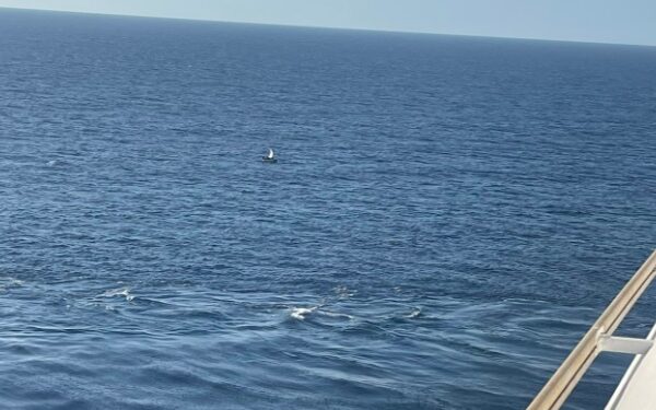 Carnival Sunrise rescata bote con refugiados mientras regresaba a Florida