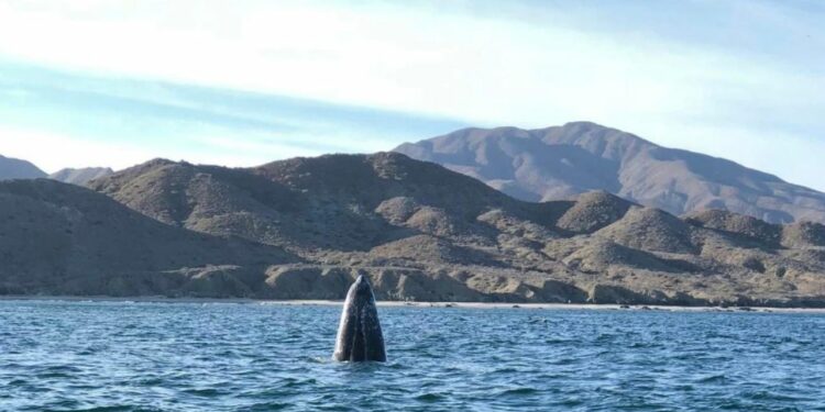 Chale, el hermoso puerto de Baja California Sur donde puedes conocer a la ballena gris
