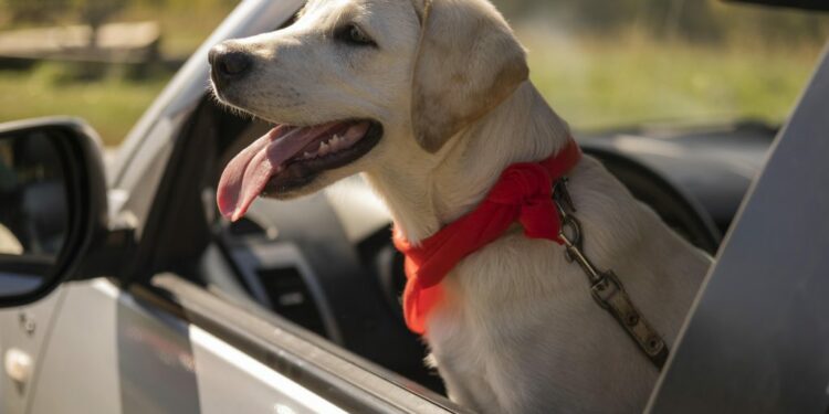 Cinco consejos para viajar seguro con tu perro - AdPrensa