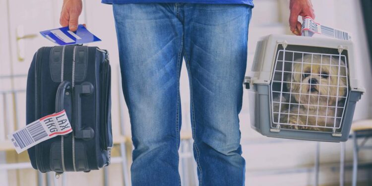 Cómo elegir la transportadora de tu mascota para viajar en avión